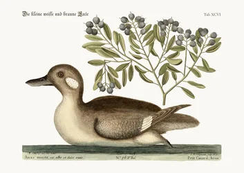 Die kleine braune Ente, 1749-73